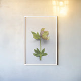 Hellebore Study III by Felicity Bradley. shown as a paper print in a white frame. Available as a archival giclee rolled canvas, fine art paper, or poster print. SKU 36943h.