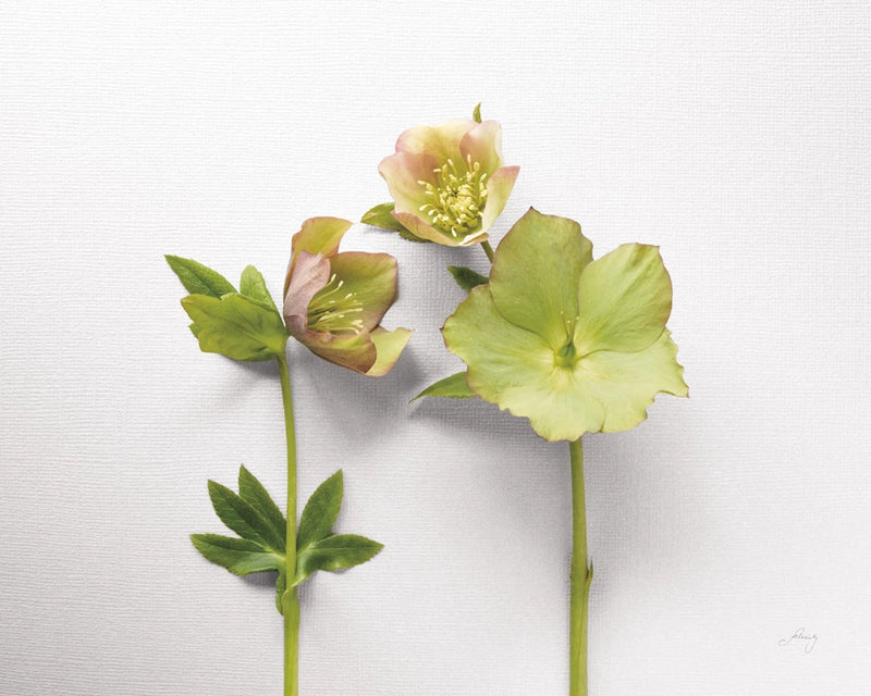 Hellebore Study IV by Felicity Bradley