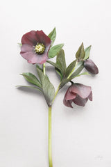 Hellebore Study V by Felicity Bradley. SKU 36945h. Archival Giclee Fine art print for wall decor.