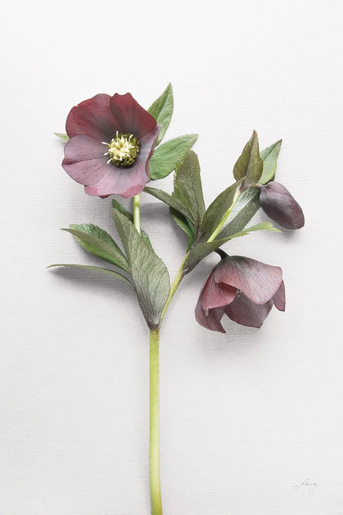 Hellebore Study V by Felicity Bradley. SKU 36945h. Archival Giclee Fine art print for wall decor.