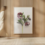 Hellebore Study V by Felicity Bradley. shown as over sized large wall art. Available as an archival giclee rolled canvas, fine art paper, or poster print. SKU 36945h.