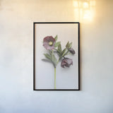Hellebore Study V by Felicity Bradley. shown as a paper print in a black flame. Available as a archival giclee rolled canvas, fine art paper, or poster print. SKU 36945h.