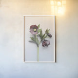 Hellebore Study V by Felicity Bradley. shown as a paper print in a white frame. Available as a archival giclee rolled canvas, fine art paper, or poster print. SKU 36945h.