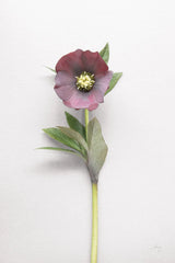 Hellebore Study VI by Felicity Bradley. SKU 36946h. Archival Giclee Fine art print for wall decor.