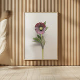 Hellebore Study VI by Felicity Bradley. shown as over sized large wall art. Available as an archival giclee rolled canvas, fine art paper, or poster print. SKU 36946h.