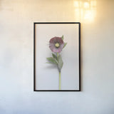 Hellebore Study VI by Felicity Bradley. shown as a paper print in a black flame. Available as a archival giclee rolled canvas, fine art paper, or poster print. SKU 36946h.