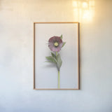 Hellebore Study VI by Felicity Bradley. shown as a paper print in a natural frame. Available as a archival giclee rolled canvas, fine art paper, or poster print. SKU 36946h.