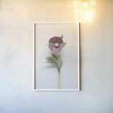 Hellebore Study VI by Felicity Bradley. shown as a paper print in a white frame. Available as a archival giclee rolled canvas, fine art paper, or poster print. SKU 36946h.