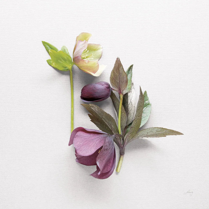 Hellebore Study VII by Felicity Bradley. SKU 36947a. Archival Giclee Fine art print for wall decor.