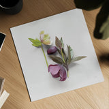 Hellebore Study VII by Felicity Bradley. Shown as a detailed flat fine art print, highlighting archival giclee quality. Available as an archival giclee rolled canvas, fine art paper, or poster print. SKU 36947a.