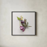 Hellebore Study VII by Felicity Bradley. Shown in a sleek black glass frame for a contemporary gallery look. Available as an archival giclee rolled canvas, fine art paper, or poster print. SKU 36947a.