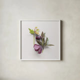 Hellebore Study VII by Felicity Bradley. Shown in a crisp white glass frame for a clean and minimalist style. Available as an archival giclee rolled canvas, fine art paper, or poster print. SKU 36947a.