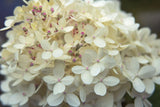 Hydrangea Delight I by Felicity Bradley. SKU 36959i. Archival Giclee Fine art print for wall decor.