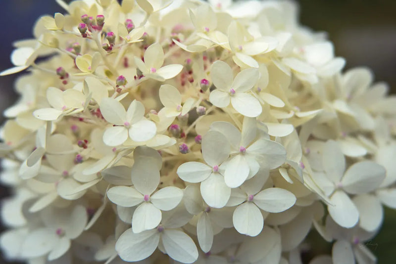 Hydrangea Delight I by Felicity Bradley. SKU 36959i. Archival Giclee Fine art print for wall decor.