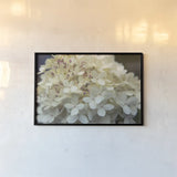 Hydrangea Delight I by Felicity Bradley. shown as a paper print in a black flame. Available as a archival giclee rolled canvas, fine art paper, or poster print. SKU 36959i.