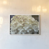 Hydrangea Delight I by Felicity Bradley. shown as a paper print in a white frame. Available as a archival giclee rolled canvas, fine art paper, or poster print. SKU 36959i.