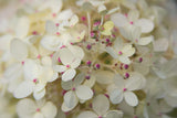 Hydrangea Delight II by Felicity Bradley. SKU 36960i. Archival Giclee Fine art print for wall decor.