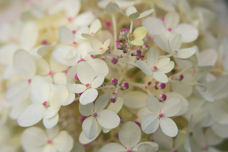 Hydrangea Delight II by Felicity Bradley. SKU 36960i. Archival Giclee Fine art print for wall decor.