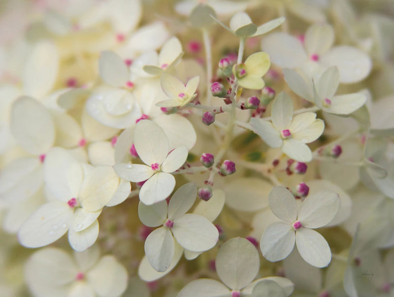 Hydrangea Delight II Crop by Felicity Bradley