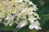 Hydrangea Delight III by Felicity Bradley. SKU 36961i. Archival Giclee Fine art print for wall decor.