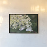Hydrangea Delight III by Felicity Bradley. shown as a paper print in a black flame. Available as a archival giclee rolled canvas, fine art paper, or poster print. SKU 36961i.