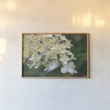 Hydrangea Delight III by Felicity Bradley. shown as a paper print in a natural frame. Available as a archival giclee rolled canvas, fine art paper, or poster print. SKU 36961i.