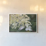 Hydrangea Delight III by Felicity Bradley. shown as a paper print in a white frame. Available as a archival giclee rolled canvas, fine art paper, or poster print. SKU 36961i.