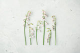 May Bell Blooms by Felicity Bradley. SKU 48476i. Archival Giclee Fine art print for wall decor.
