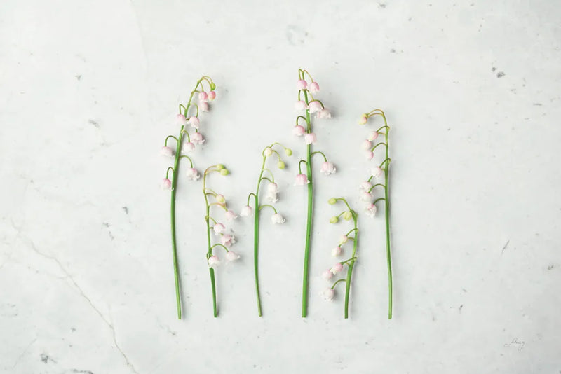 May Bell Blooms by Felicity Bradley. SKU 48476i. Archival Giclee Fine art print for wall decor.