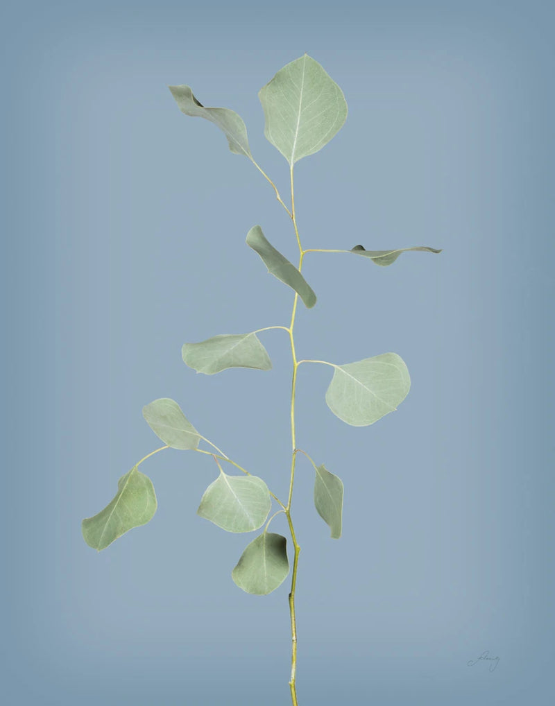 Simple Stems I Blue Crop by Felicity Bradley