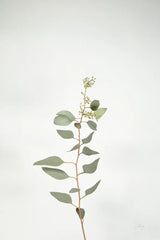 Simple Stems II by Felicity Bradley. SKU 48470h. Archival Giclee Fine art print for wall decor.