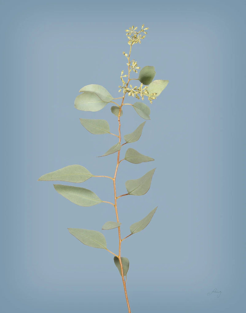 Simple Stems II Blue Crop by Felicity Bradley