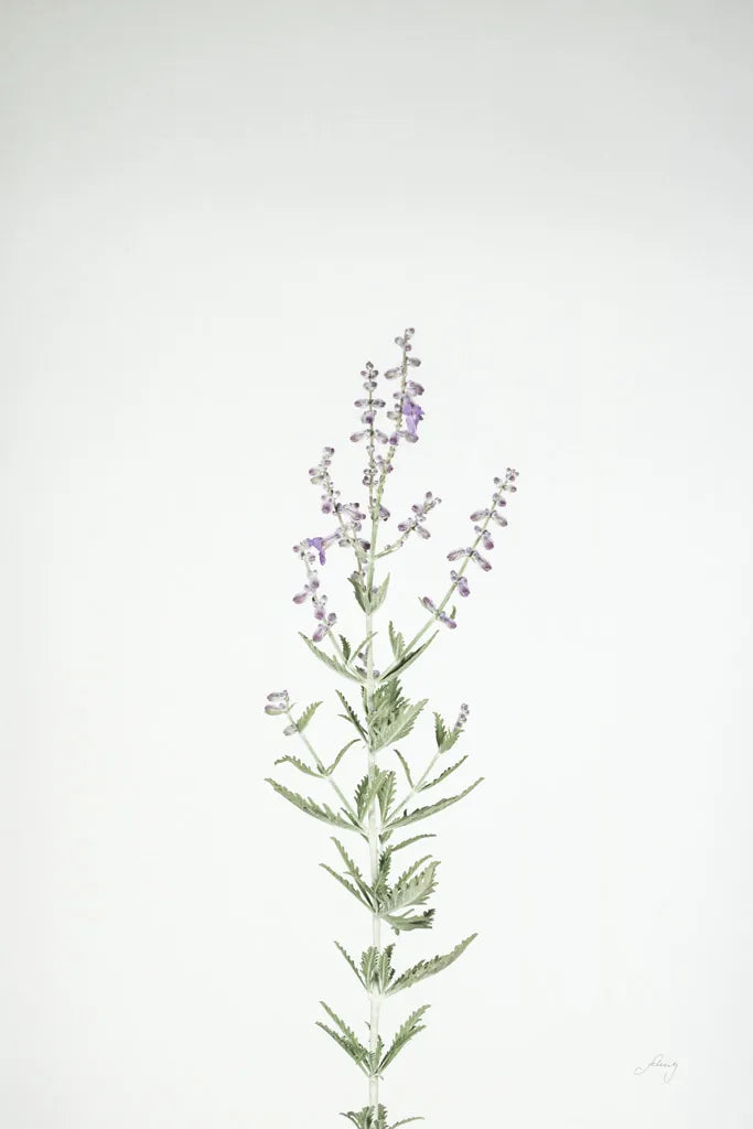 Simple Stems III by Felicity Bradley. SKU 48471h. Archival Giclee Fine art print for wall decor.