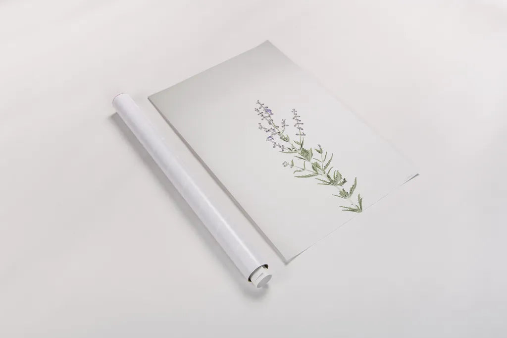 Simple Stems III by Felicity Bradley. shown as a rolled paper print. Available as archival giclee rolled canvas, fine art paper, or poster print. SKU 48471h.