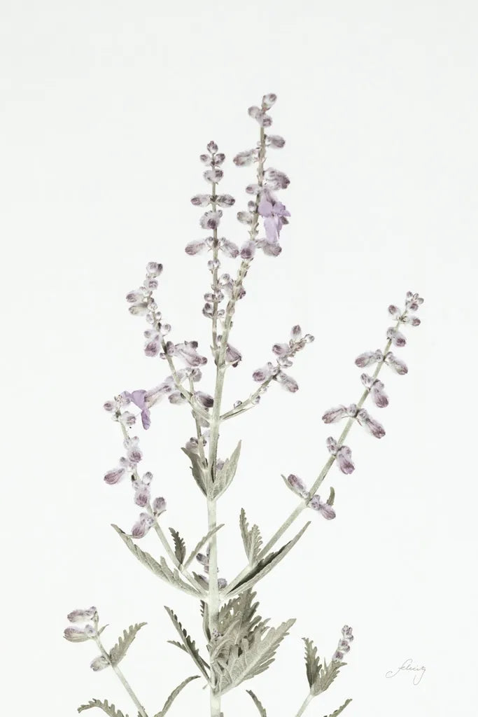 Simple Stems III Light Crop by Felicity Bradley. SKU 56818h. Archival Giclee Fine art print for wall decor.