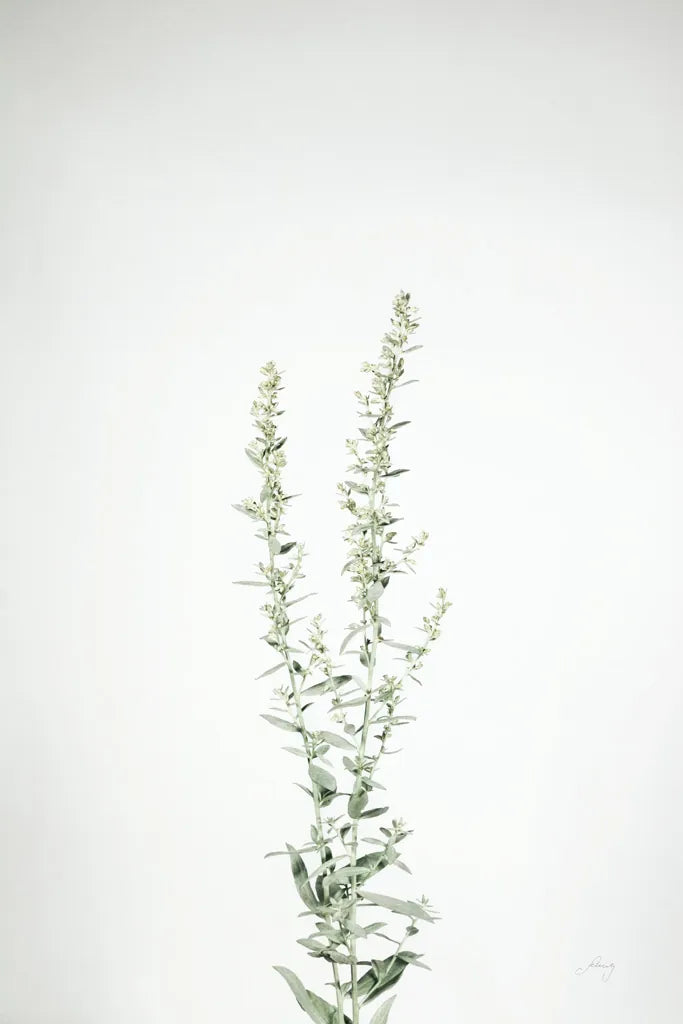 Simple Stems IV by Felicity Bradley. SKU 48472h. Archival Giclee Fine art print for wall decor.