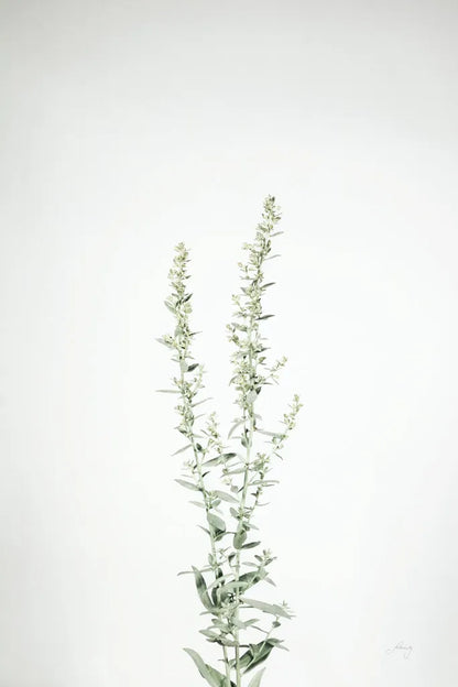 Simple Stems IV by Felicity Bradley. SKU 48472h. Archival Giclee Fine art print for wall decor.