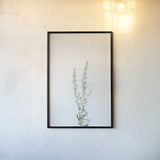 Simple Stems IV by Felicity Bradley. shown as a paper print in a black flame. Available as a archival giclee rolled canvas, fine art paper, or poster print. SKU 48472h.