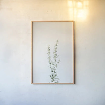 Simple Stems IV by Felicity Bradley. shown as a paper print in a natural frame. Available as a archival giclee rolled canvas, fine art paper, or poster print. SKU 48472h.