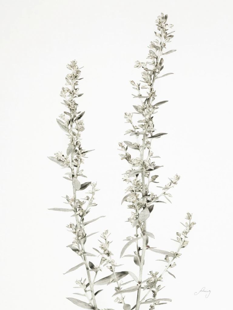 Simple Stems IV Light Crop by Felicity Bradley