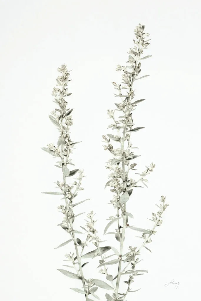 Simple Stems IV Light Crop by Felicity Bradley. SKU 56819h. Archival Giclee Fine art print for wall decor.