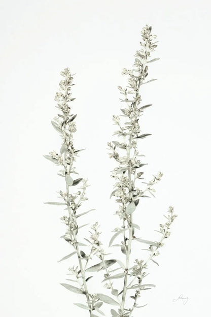 Simple Stems IV Light Crop by Felicity Bradley. SKU 56819h. Archival Giclee Fine art print for wall decor.