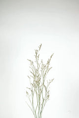 Simple Stems V by Felicity Bradley. SKU 48473h. Archival Giclee Fine art print for wall decor.