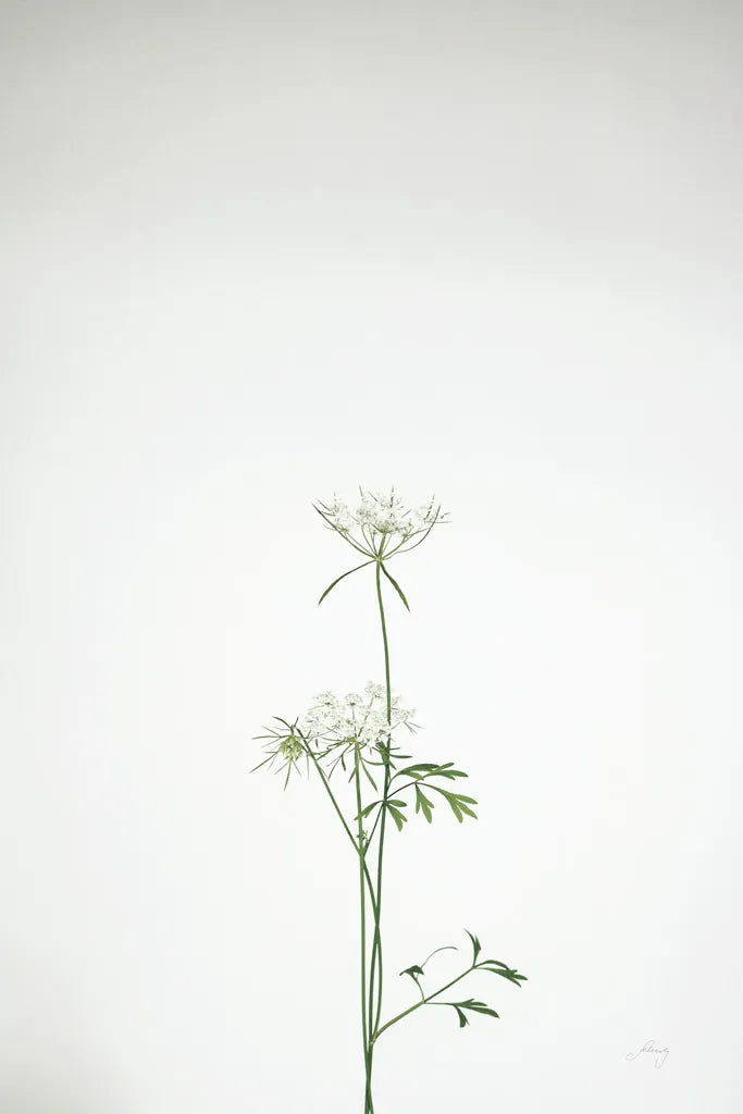 Simple Stems VI by Felicity Bradley. SKU 48474h. Archival Giclee Fine art print for wall decor.