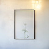 Simple Stems VI by Felicity Bradley. shown as a paper print in a black flame. Available as a archival giclee rolled canvas, fine art paper, or poster print. SKU 48474h.