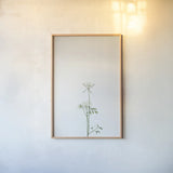 Simple Stems VI by Felicity Bradley. shown as a paper print in a natural frame. Available as a archival giclee rolled canvas, fine art paper, or poster print. SKU 48474h.
