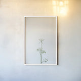 Simple Stems VI by Felicity Bradley. shown as a paper print in a white frame. Available as a archival giclee rolled canvas, fine art paper, or poster print. SKU 48474h.