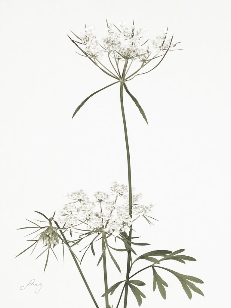 Simple Stems VI Light Crop by Felicity Bradley