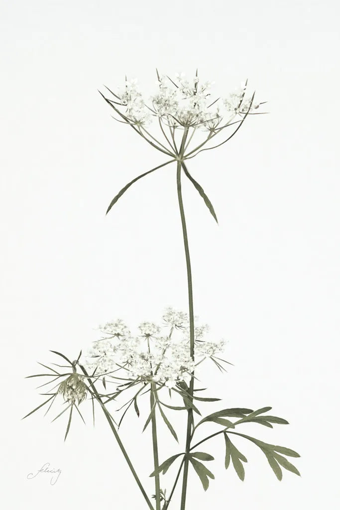Simple Stems VI Light Crop by Felicity Bradley. SKU 56820h. Archival Giclee Fine art print for wall decor.