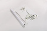 Simple Stems VI Light Crop by Felicity Bradley. shown as a rolled paper print. Available as archival giclee rolled canvas, fine art paper, or poster print. SKU 56820h.